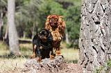 KING CHARLES SPANIEL 154